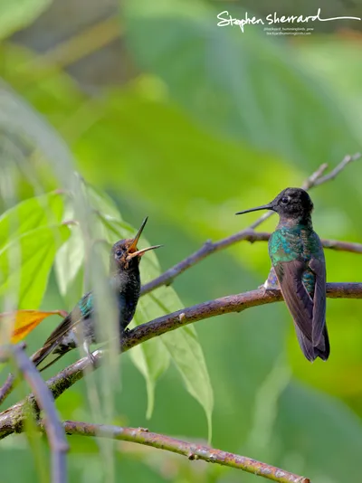 Hummingbirds of Ecuador
