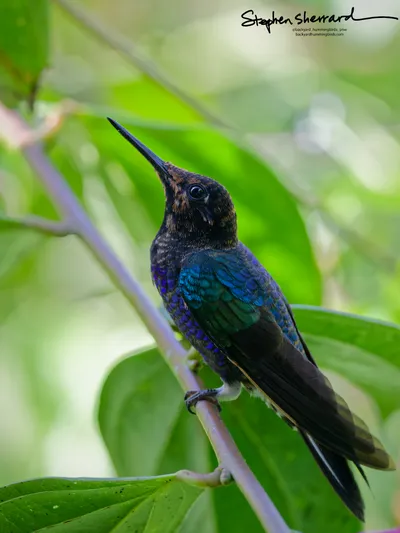 Hummingbirds of Ecuador