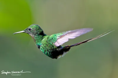 Hummingbirds of Ecuador