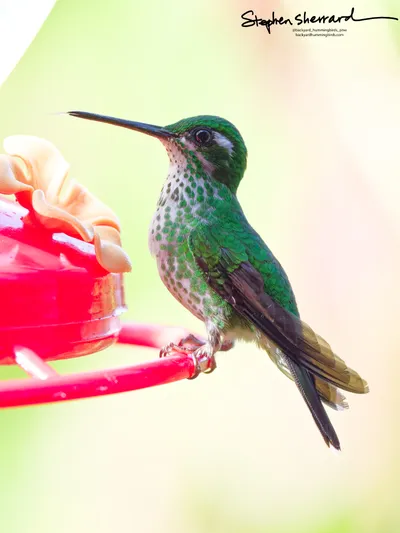 Hummingbirds of Ecuador