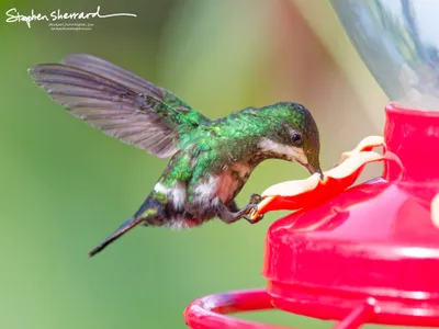 Hummingbirds of Ecuador