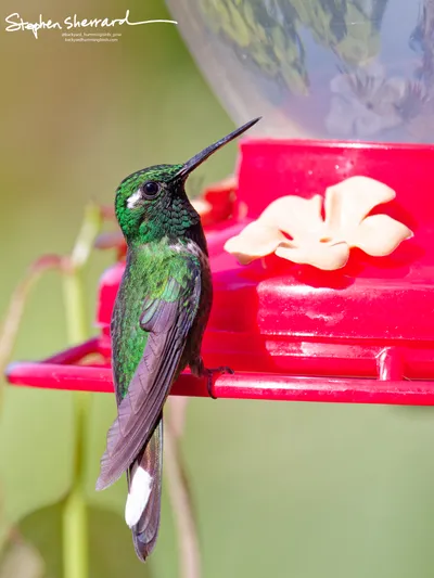 Hummingbirds of Ecuador