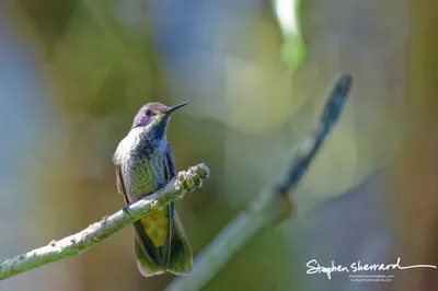Hummingbirds of Ecuador