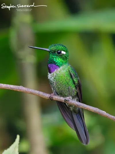 Hummingbirds of Ecuador