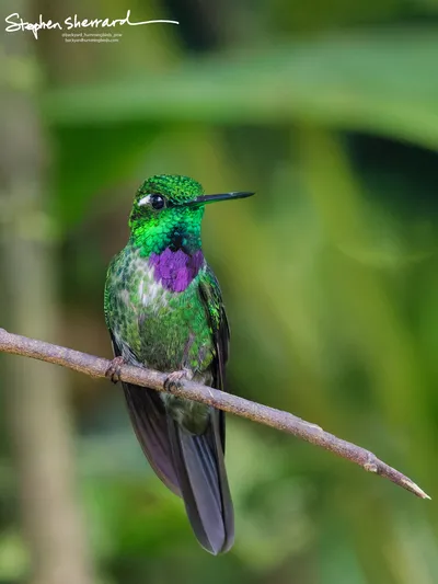Hummingbirds of Ecuador