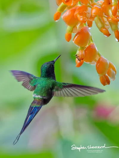 Hummingbirds of Ecuador
