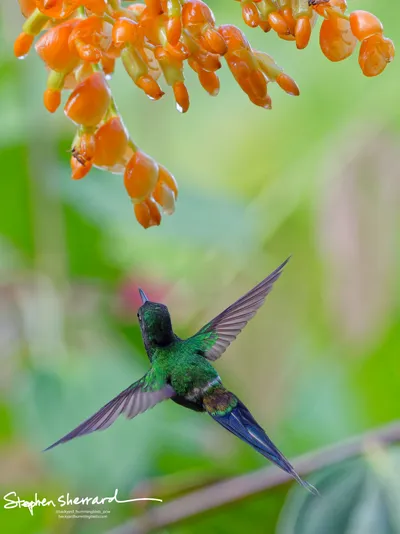 Hummingbirds of Ecuador