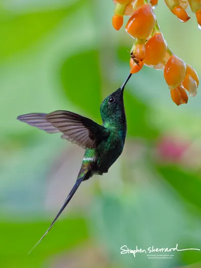 Hummingbirds of Ecuador