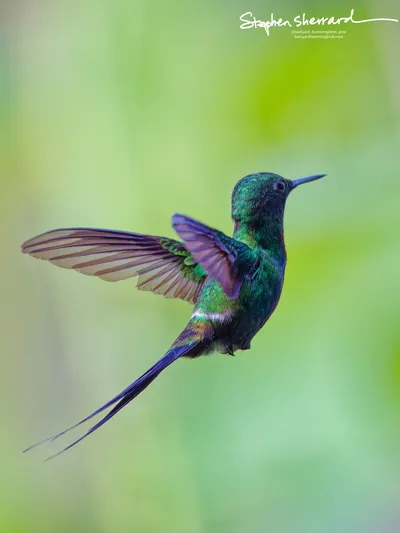 Hummingbirds of Ecuador