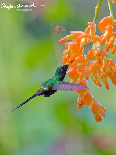 Hummingbirds of Ecuador