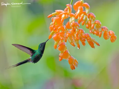 Hummingbirds of Ecuador