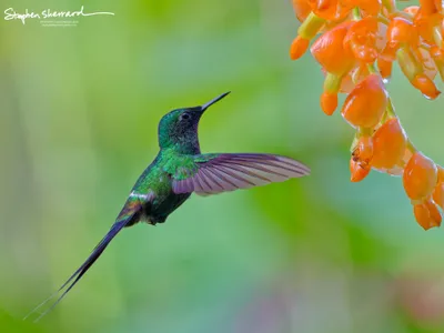 Hummingbirds of Ecuador