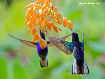 Hummingbirds of Ecuador