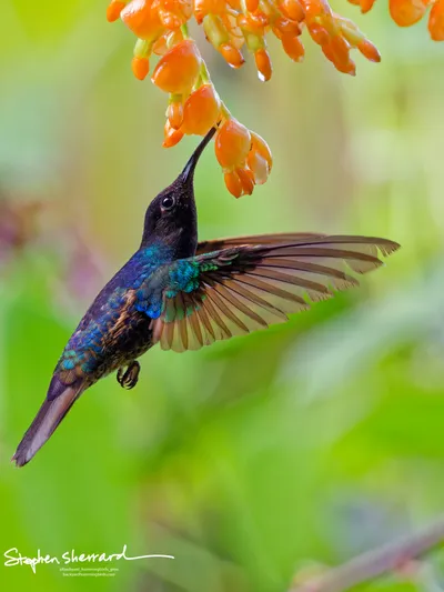 Hummingbirds of Ecuador