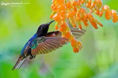 Hummingbirds of Ecuador