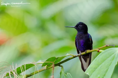 Hummingbirds of Ecuador