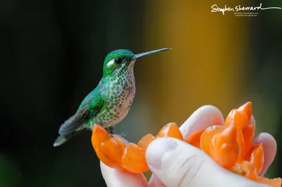 Hummingbirds of Ecuador