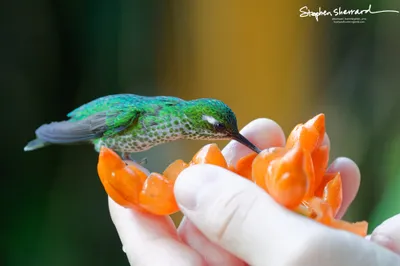Hummingbirds of Ecuador