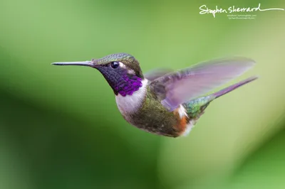 Hummingbirds of Ecuador