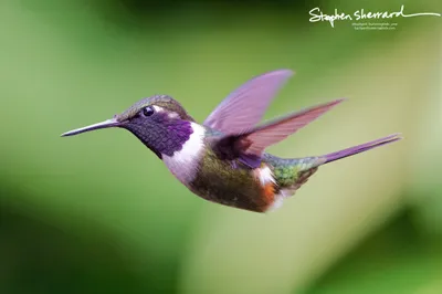Hummingbirds of Ecuador