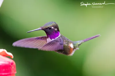 Hummingbirds of Ecuador
