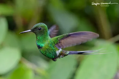Hummingbirds of Ecuador