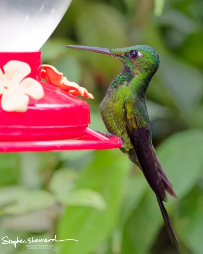 Hummingbirds of Ecuador