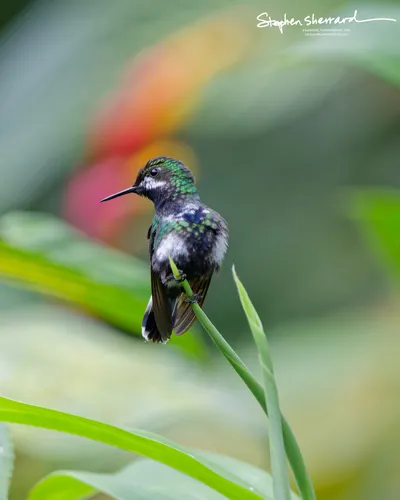 Hummingbirds of Ecuador