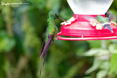 Hummingbirds of Ecuador