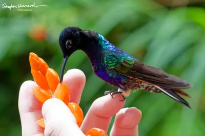 Hummingbirds of Ecuador