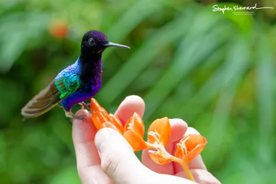 Hummingbirds of Ecuador
