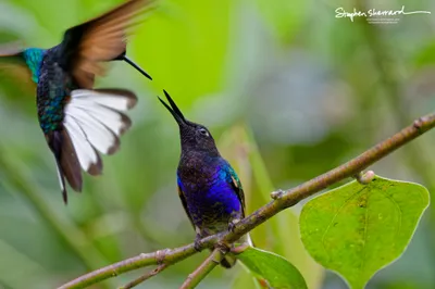 Hummingbirds of Ecuador