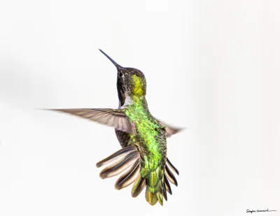 Hummingbirds of the Pacific Northwest