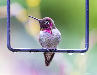 Hummingbirds of the Pacific Northwest