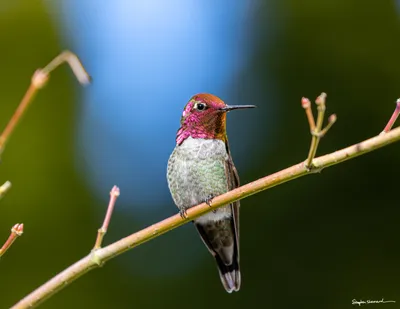 Hummingbirds of the Pacific Northwest