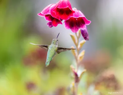 Hummingbirds of the Pacific Northwest