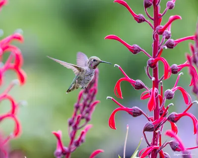 Hummingbirds of the Pacific Northwest