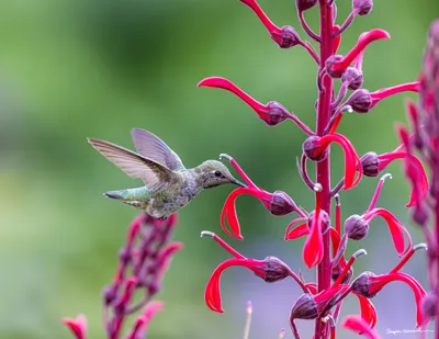 Hummingbirds of the Pacific Northwest