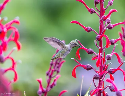 Hummingbirds of the Pacific Northwest