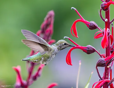 Hummingbirds of the Pacific Northwest