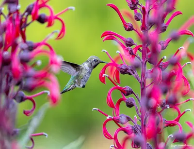 Hummingbirds of the Pacific Northwest