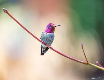 Hummingbirds of the Pacific Northwest