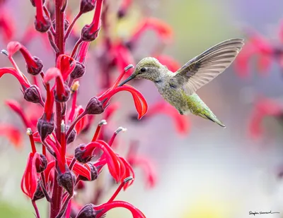 Hummingbirds of the Pacific Northwest