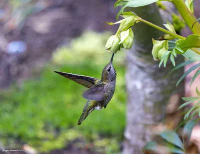 Hummingbirds of the Pacific Northwest
