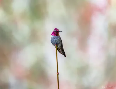 Hummingbirds of the Pacific Northwest