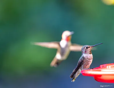 Hummingbirds of the Pacific Northwest