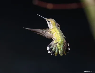 Hummingbirds of the Pacific Northwest