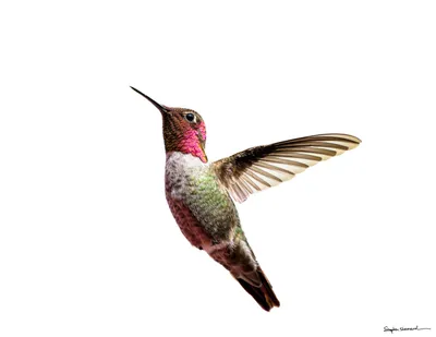 Hummingbirds of the Pacific Northwest