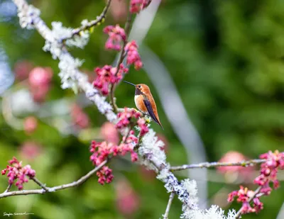 Hummingbirds of the Pacific Northwest