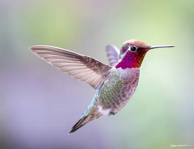 Hummingbirds of the Pacific Northwest